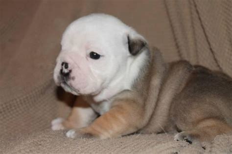 2 English Bulldog Puppies For Free 240 317 4477 For Sale In Atlanta