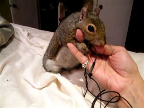 While squirrels may not seem like picky eaters. My pet squirrel Newton gets vocal - YouTube