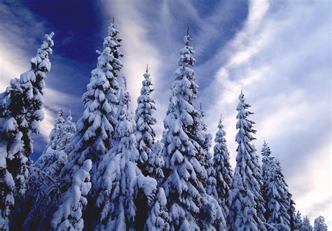 Winter Tannenbaum Schnee · Kostenloses Foto Auf Pixabay