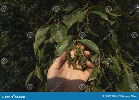 Hand Of The Farmer Holding A Raw Green Pepper Which Growing On A Trees Black Pepper Plants