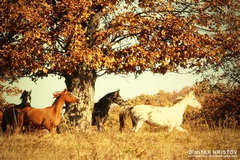 Autumn Horses Ii 54ka Photo Blog