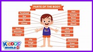 Teaching The Human Body Parts Names Chart - YouTube