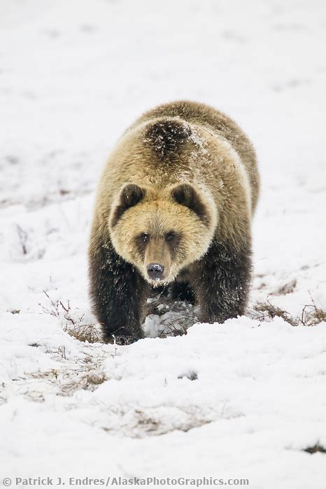 Grizzly Bear On Snowy Tundra