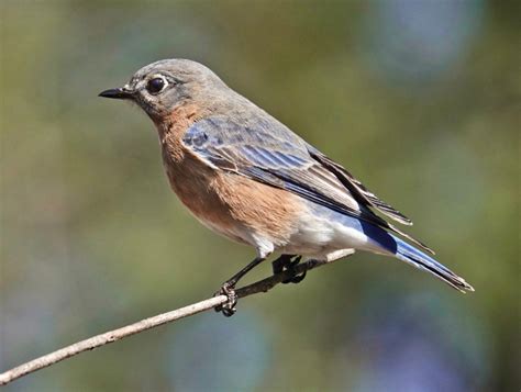 Eastern Bluebird Pic For Today