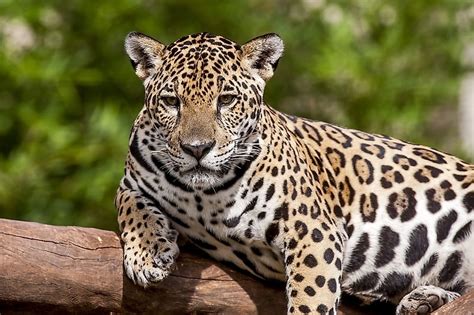 The Wild Cats Of North America Worldatlas