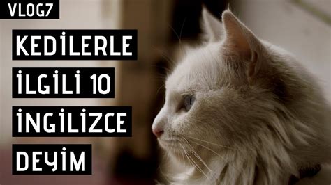 Kedilerle Ilgili Bilmeniz Gereken 10 İngilizce Deyim Youtube