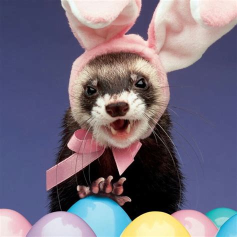 Easter Bunny Ferret Ferrets With Pester And Freya Pinterest