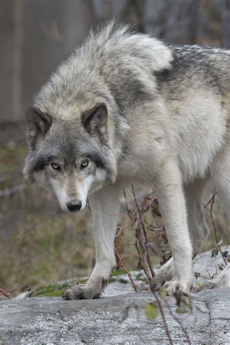 Canadian Timber Wolf Timber Wolf Wolf Dog Grey Wolf