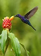 Fascinating Symbolic Hummingbird Facts on Whats-Your-Sign