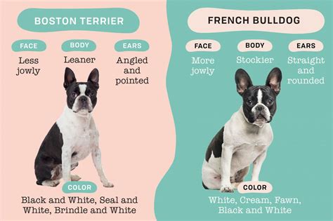 Are Boston Terriers And French Bulldogs The Same Sie