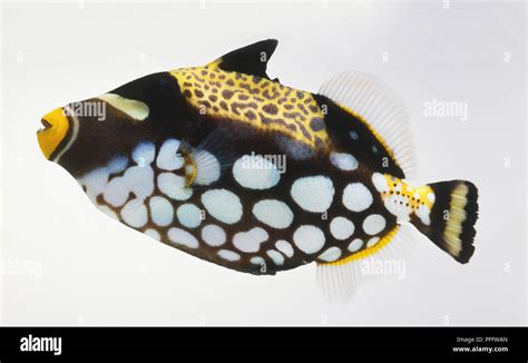 Clown Triggerfish Black With White Spots And Yellow Markings Stock