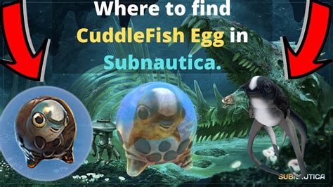 Where To Find Cuddlefish Egg In Subnautica Youtube