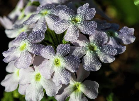 Dew Bejeweled Pink Verbena Blossoms Photograph By Kathy Clark Fine