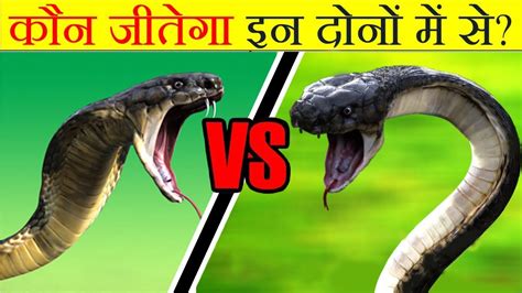 कौन जीतेगा King Cobra Vs Anaconda Snake Fight Youtube