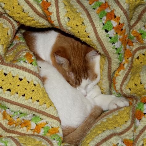 If you've just adopted an orange cat, congratulations! Orange and White Cat Sleeping in Yellow Blanket Picture ...