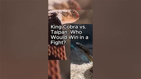 King Cobra Vs Taipan Who Would Win In A Fight Give Us Your Comment