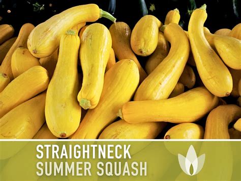 Yellow Squash Straightneck Early Prolific Zucchini Heirloom Seeds Etsy