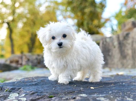 Malteser Hund Alle Infos Und Tipps Zur Rasse