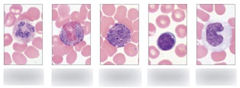 Aandp 2 Lab Leukocytes Labeled Part 1 Diagram Quizlet