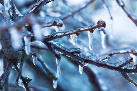 무료 이미지 나무 자연 분기 눈 감기 사진술 햇빛 잎 꽃 서리 얼음 봄 반사 날씨 얼다 겨울 왕국