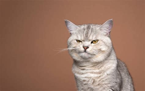 Angry Cat Stock Photos Pictures And Royalty Free Images Istock