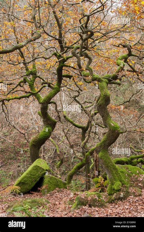 Two Ancient Trees In Autumn Woodland At Padley Gorge Peak District