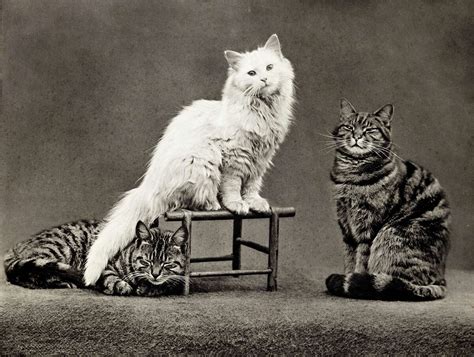 Historic Photos Of Cats Being Adorable 1897 1979