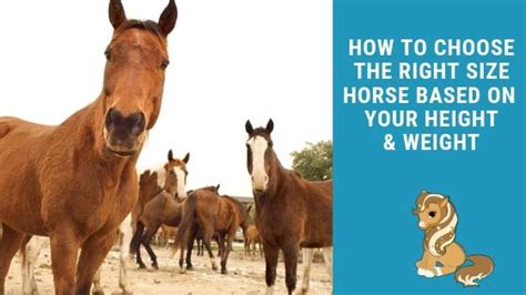 Finding The Right Size Horse For Your Height And Weight