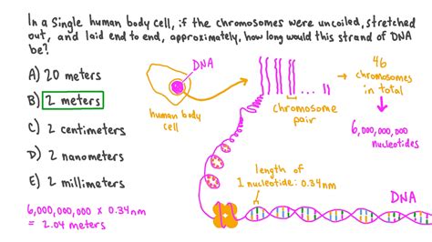 Question Video Recalling The Total Length Of Dna In Human Body Cells