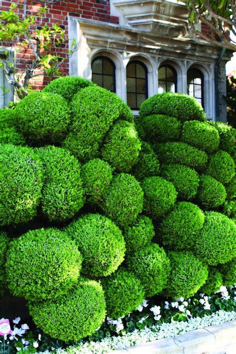 29 Best Images About Yews Cloud Pruning On Pinterest