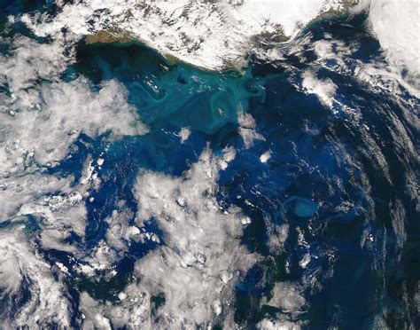 Suburban Spaceman Nasa Modis Image Phytoplankton Bloom Off The Coast