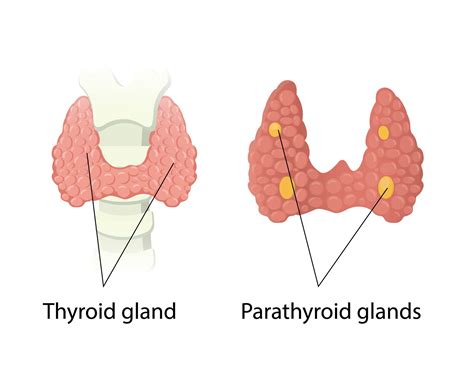 Parathyroid Gland Anatomy Stock Vector Illustration O Vrogue Co