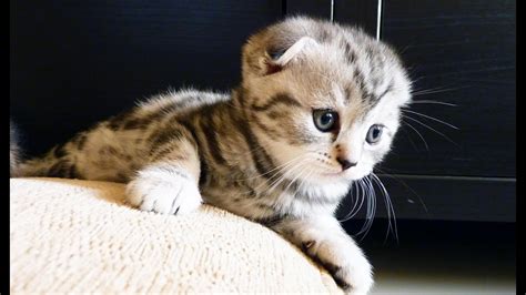 Cutest Scottish Fold Kitten Fall Youtube