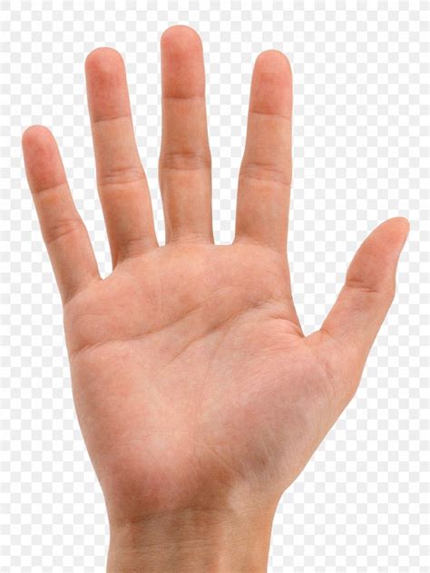Finger Hand Digit Line Png 1116x1488px Finger Anatomy Arm Digit