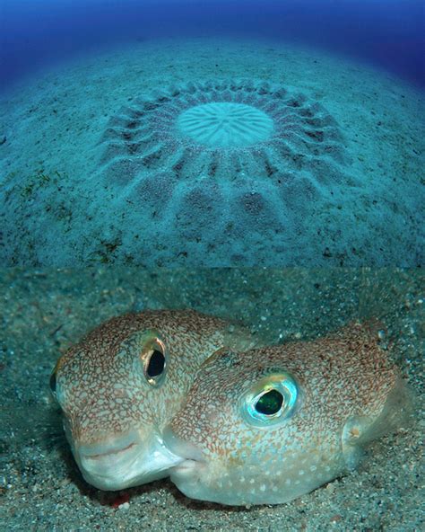 Meet This Years Top 10 New Species Ocean Creatures