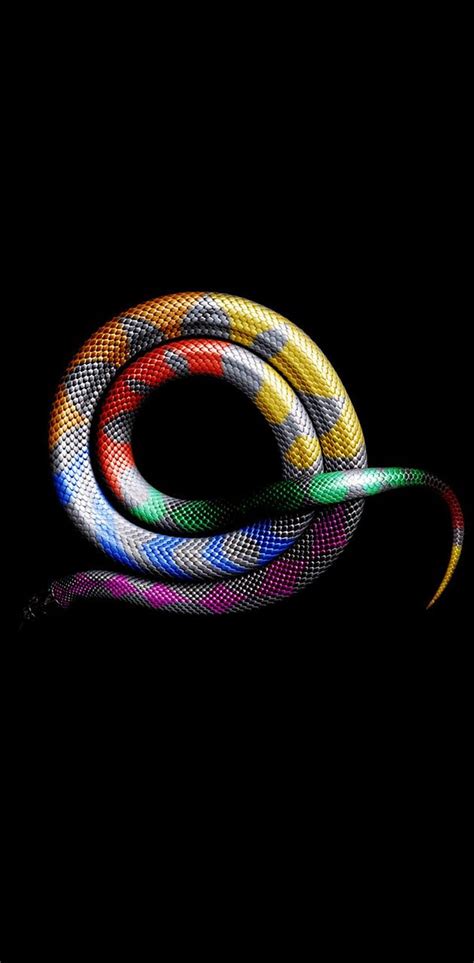 Colorful Snake By Georgekev Colorful Snakes Hd Phone Wallpaper Pxfuel