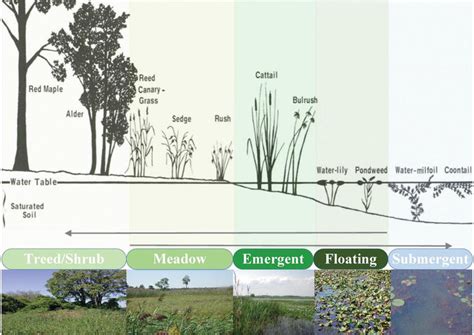 Coastal Wetland Vegetation In Response To Global Warming And Climate