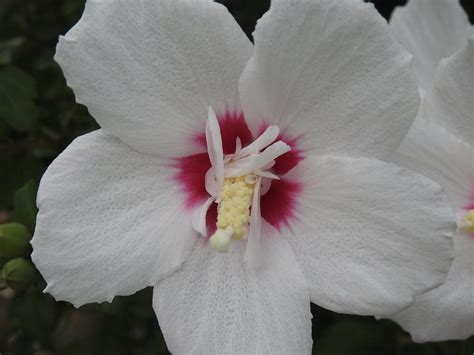 Hibiscus is a genus of flowering plants in the mallow family, malvaceae. White hibiscus flower | White hibiscus flower ...