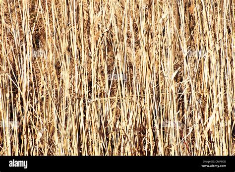 Dry Grass Hay Background Stock Photo Alamy