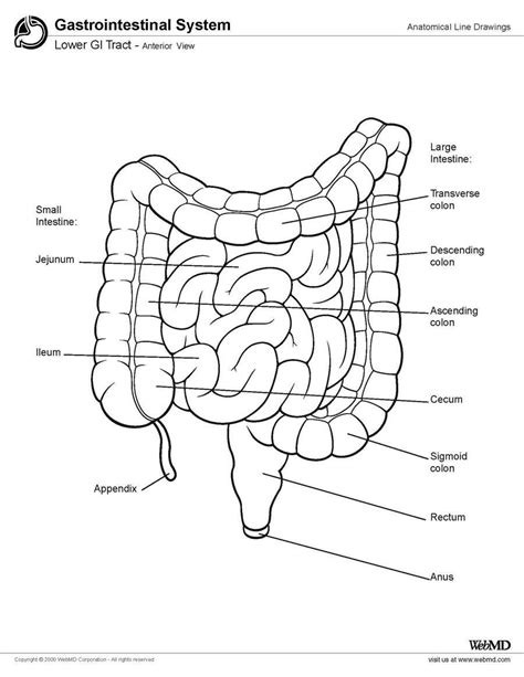 Lower Gi Tract Anatomy Overview Gross Anatomy