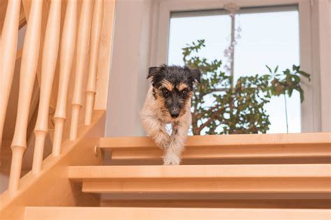 180 Dog Going Down Stairs Stock Photos Pictures And Royalty Free Images