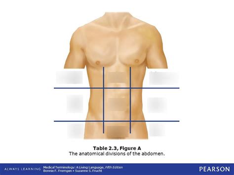 Anatomic Divisions Of The Abdomen Diagram Quizlet