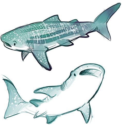 Whale Shark Cartoon Drawing Shark Toppng Freepngimg Bocaiwwasuiw