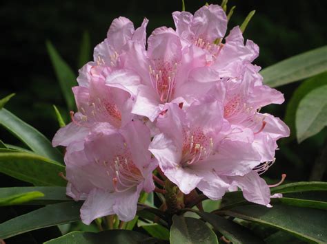 Beautiful Washington State Rhododendron The Official Flower Of