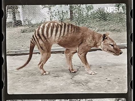 Colourized 1933 Footage Of The Now Extinct Tasmanian Tiger World News