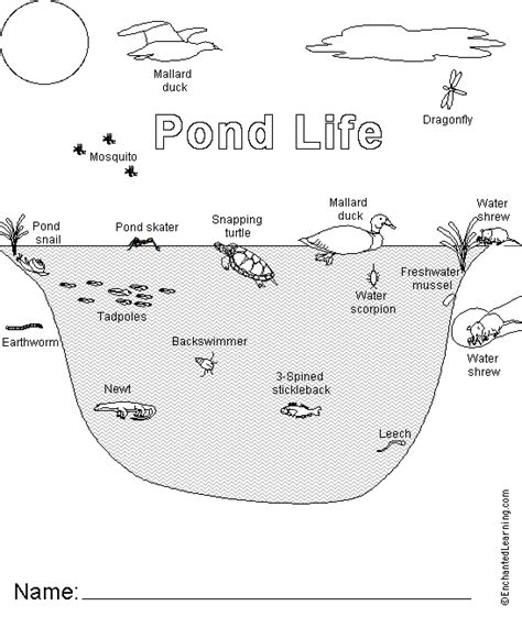 Pond Life Coloring Page Worksheets | 99Worksheets