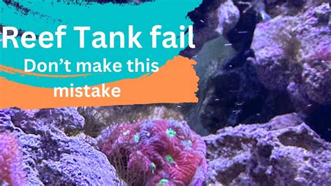 Reef Tank Disaster Youtube