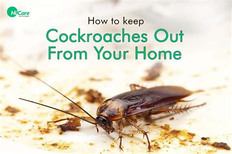 How To Keep Cockroaches Out From Your Home Hicare Blogs On Pest Control Treatments Home