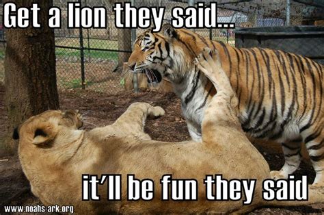 37 Most Funniest Lion Meme You Never Seen In Your Life Picsmine