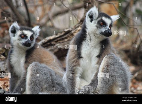 Lemurs Madagascar Hi Res Stock Photography And Images Alamy